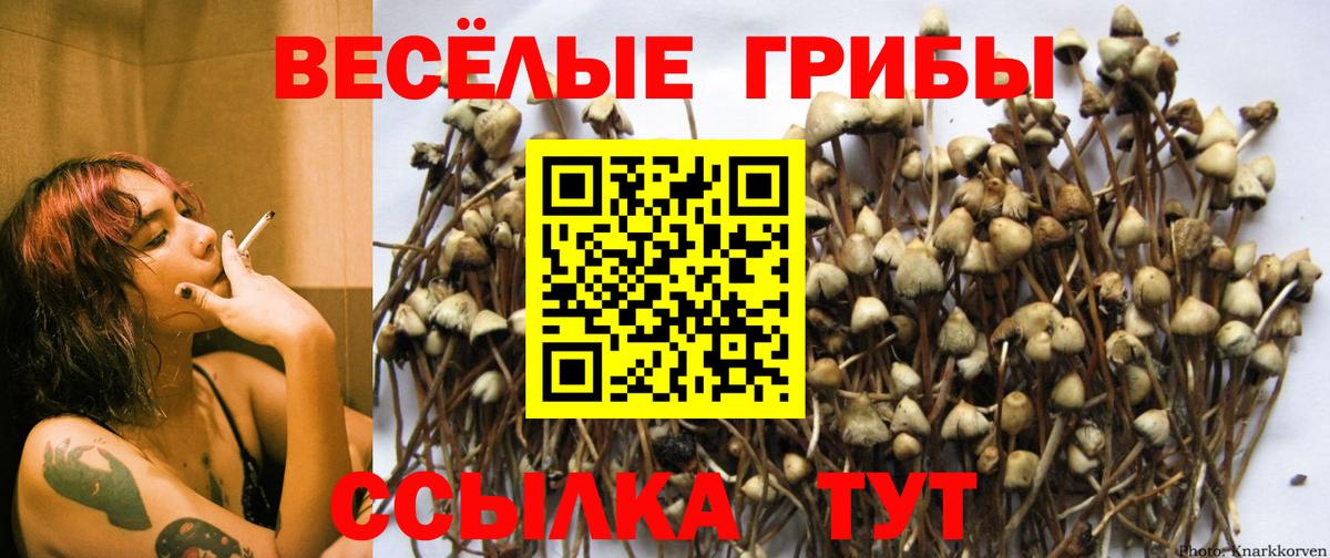 Псилоцибиновые грибы Psilocybine cubensis Татарск