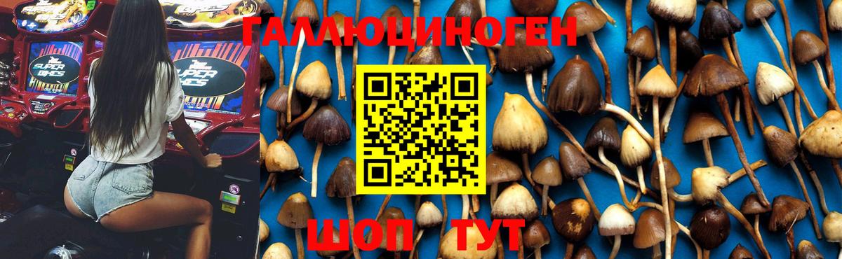 Псилоцибиновые грибы Psilocybe  Псилоцибиновые грибы Psilocybine cubensis  Татарск  Вход с VPN 